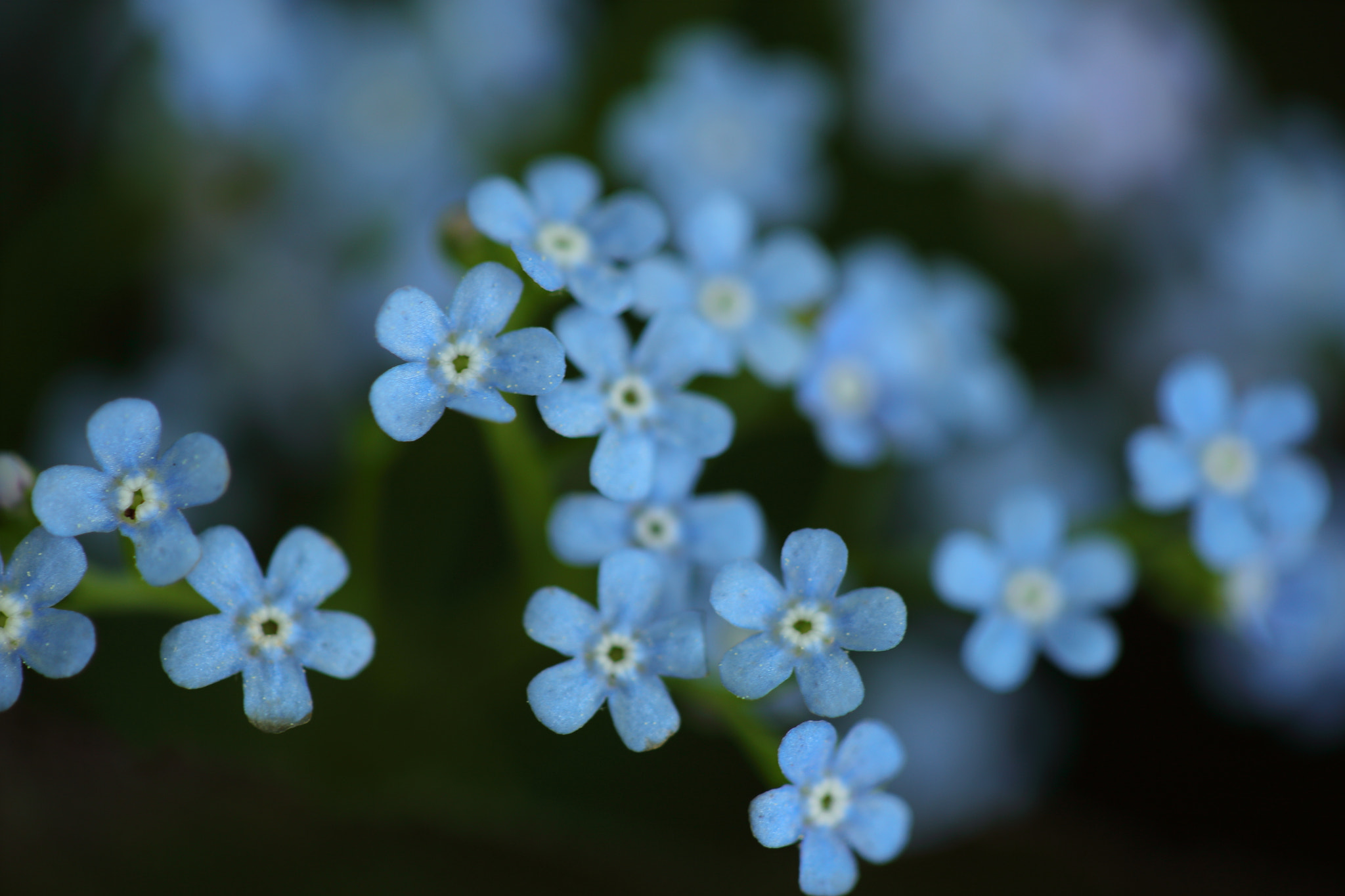 Canon EF 100mm F2.8 Macro USM sample photo. Flowers 4 photography