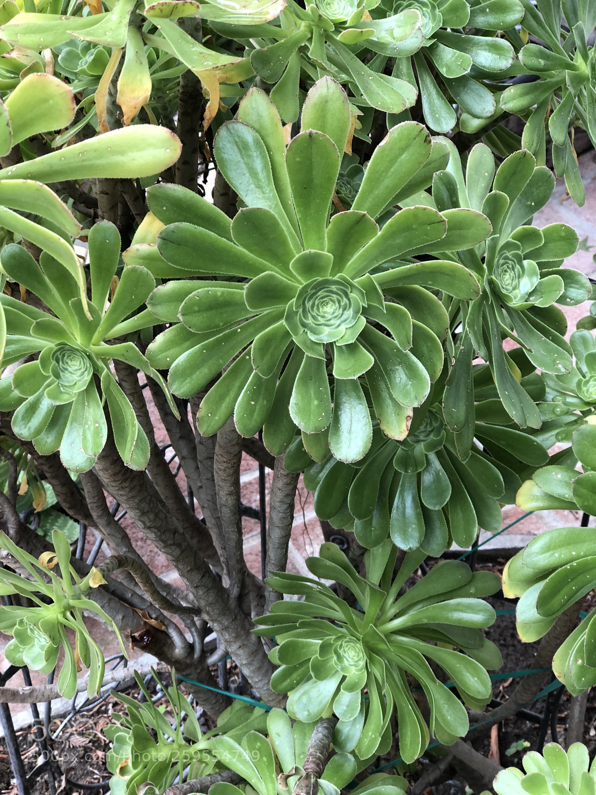 Apple iPhone 8 Plus sample photo. Succulent  photography