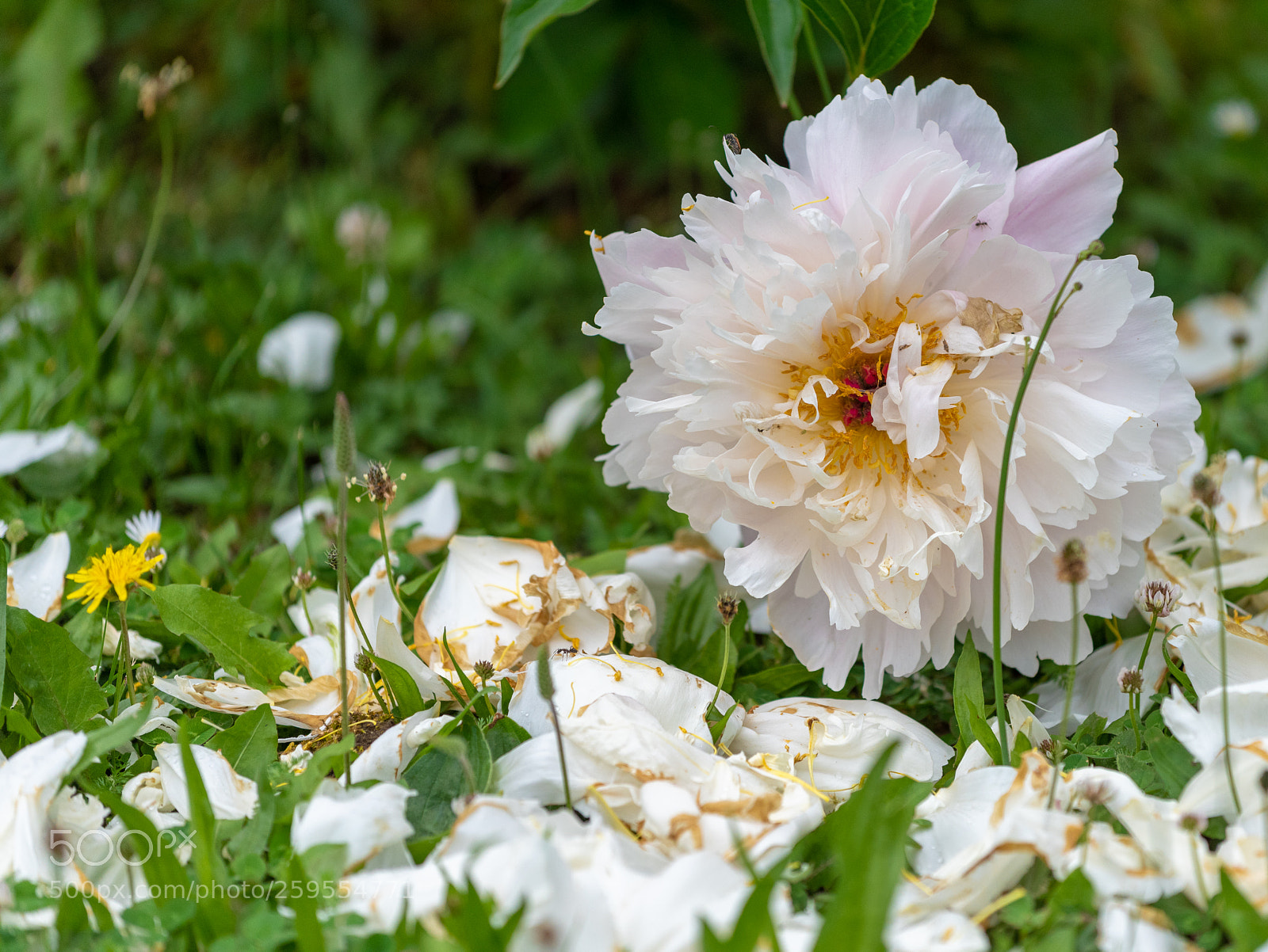 Nikon D810 sample photo. Fading peony photography