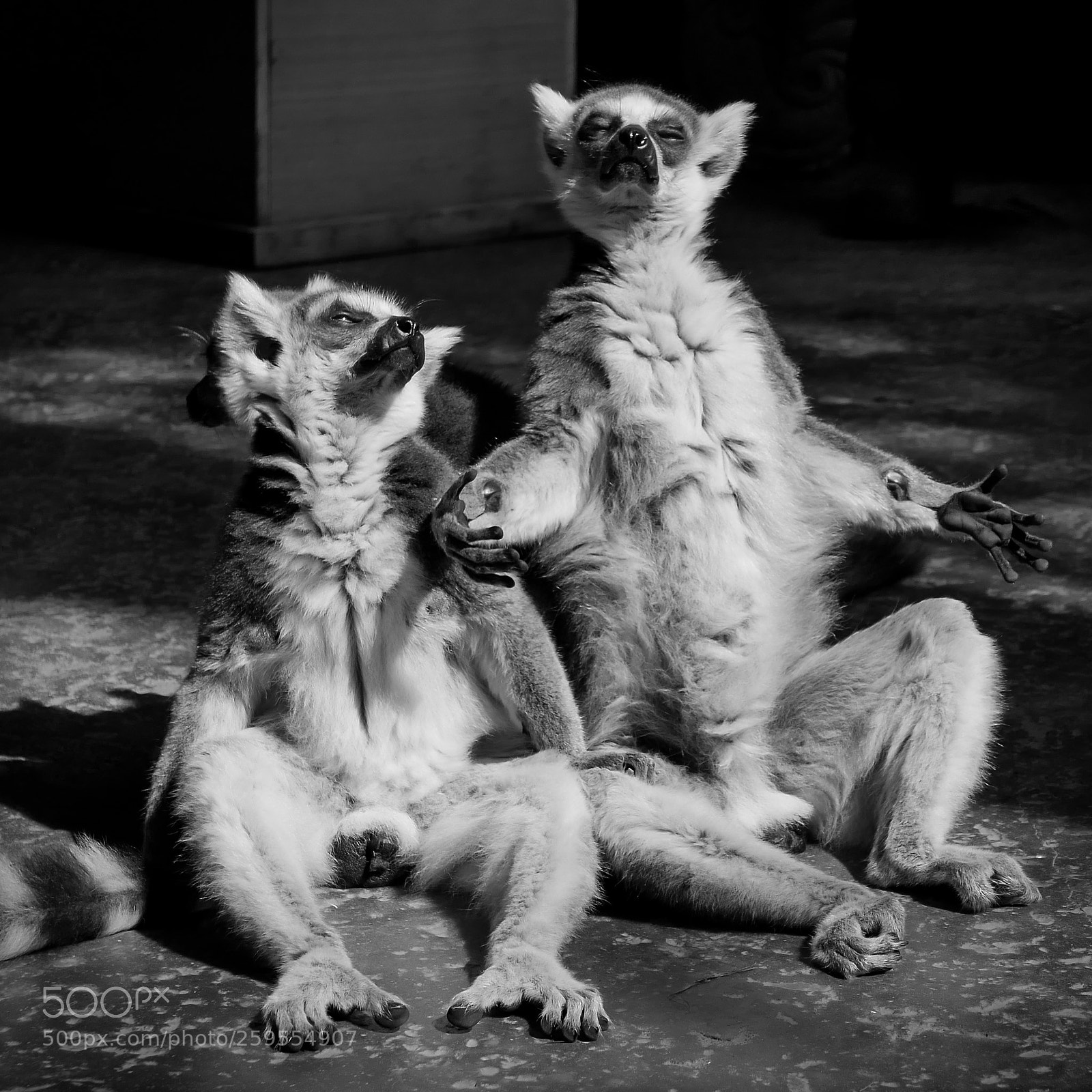 Panasonic Lumix DMC-LX100 sample photo. Lemur sunbathing photography