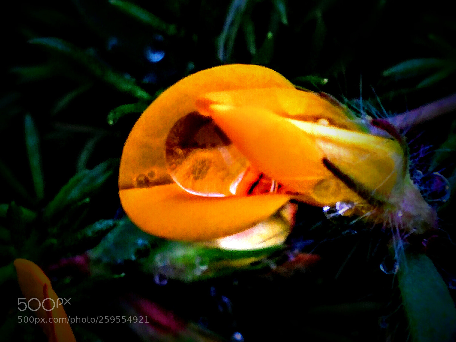 LG Nexus 5 sample photo. Lotus corniculatus water photography
