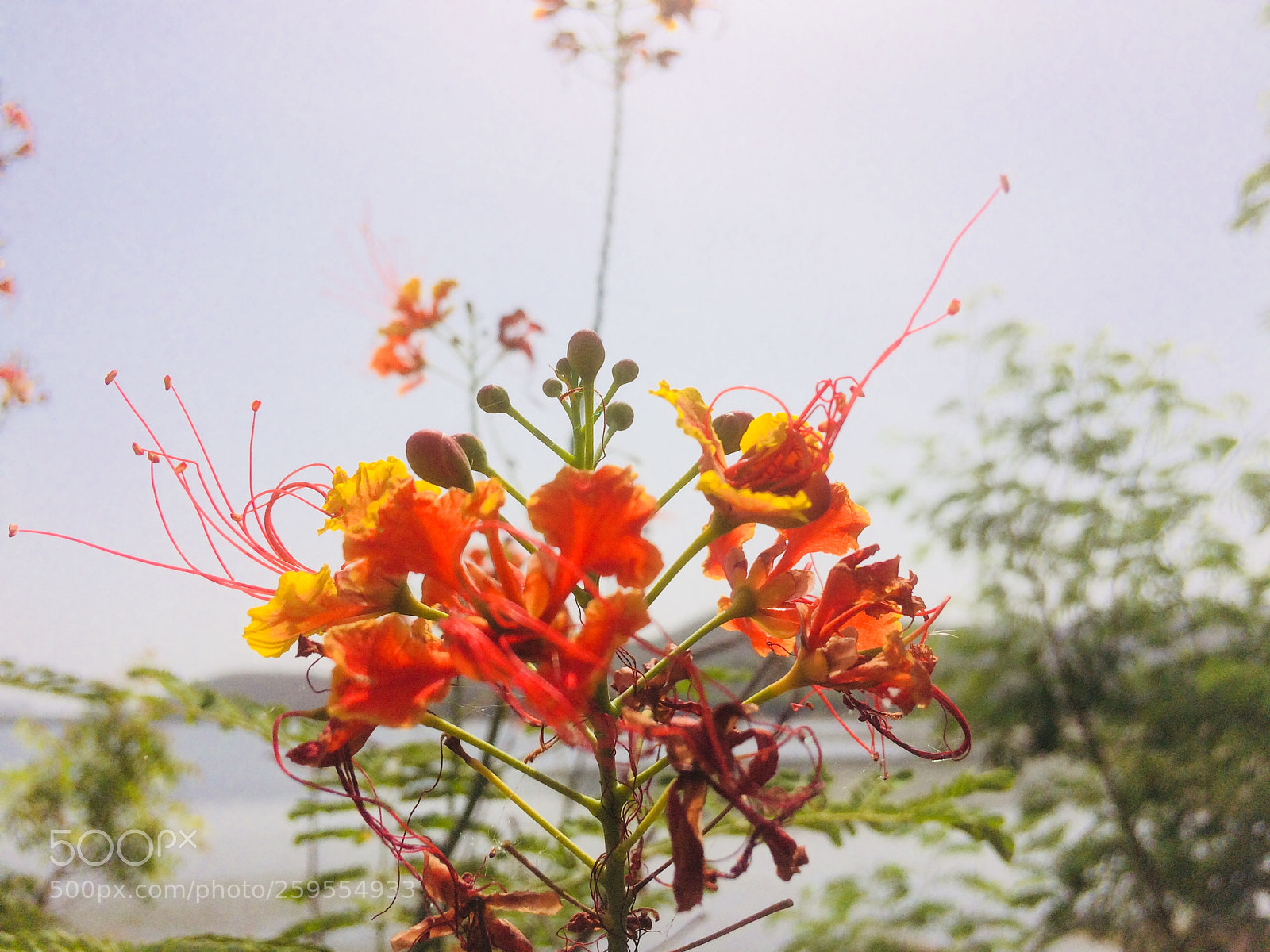 Apple iPhone 5s sample photo. Untitled photography