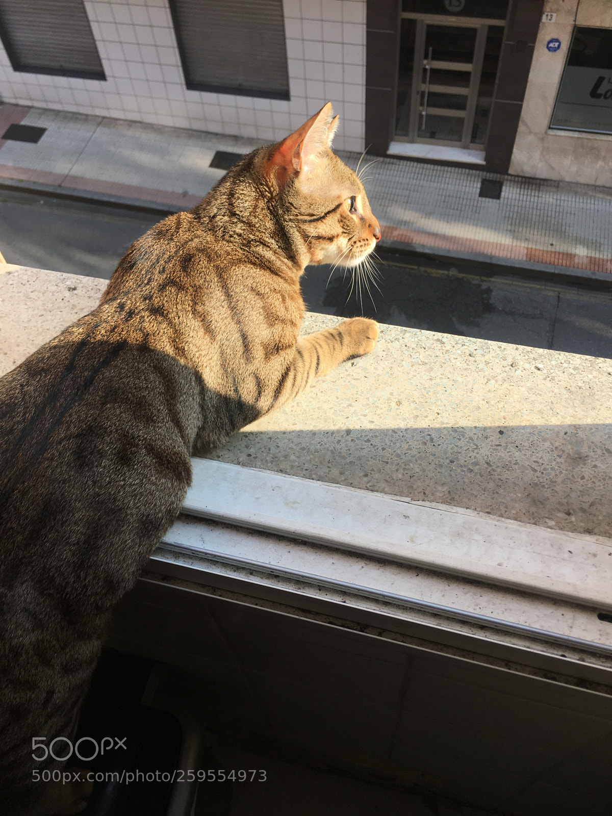 Apple iPhone 6s Plus sample photo. Misha photography