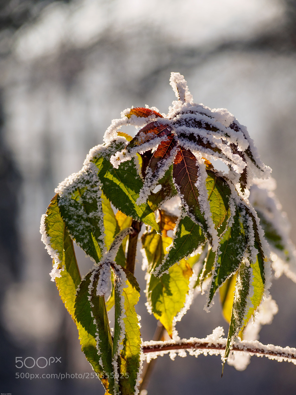 Olympus OM-D E-M10 II sample photo. It‘s cold photography