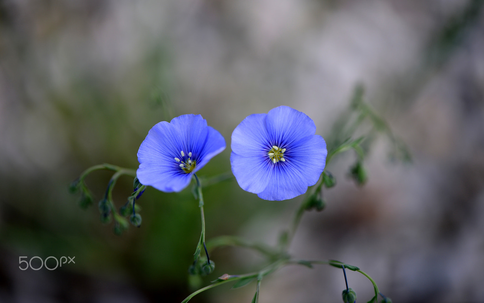 Nikon AF-S Micro-Nikkor 105mm F2.8G IF-ED VR sample photo. Lila photography
