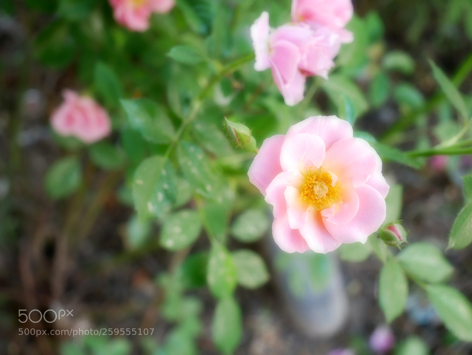 Panasonic Lumix DMC-GX85 (Lumix DMC-GX80 / Lumix DMC-GX7 Mark II) sample photo. Nice streetflower photography
