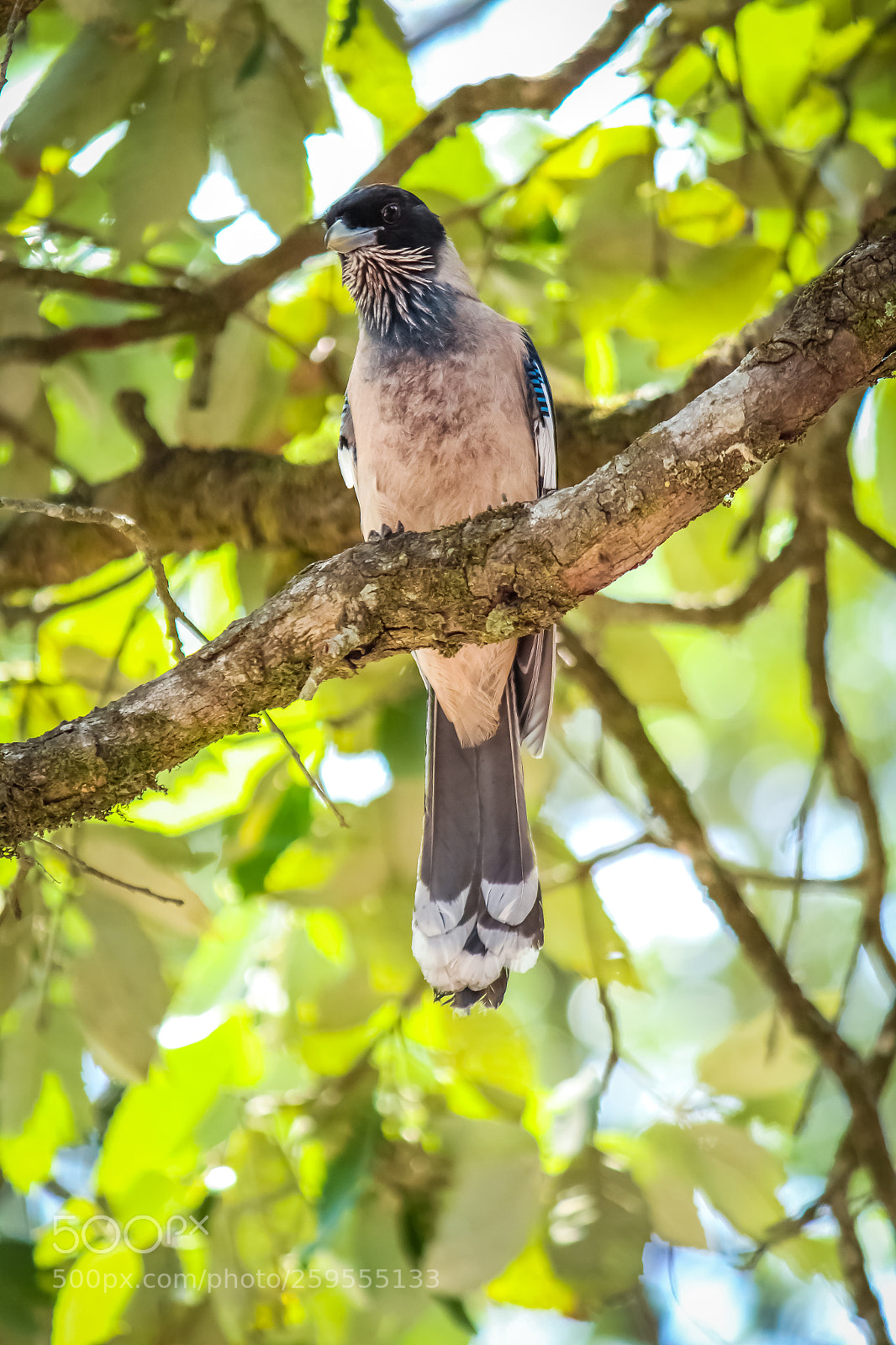 Canon EOS 1300D (EOS Rebel T6 / EOS Kiss X80) sample photo. Black headed jay photography