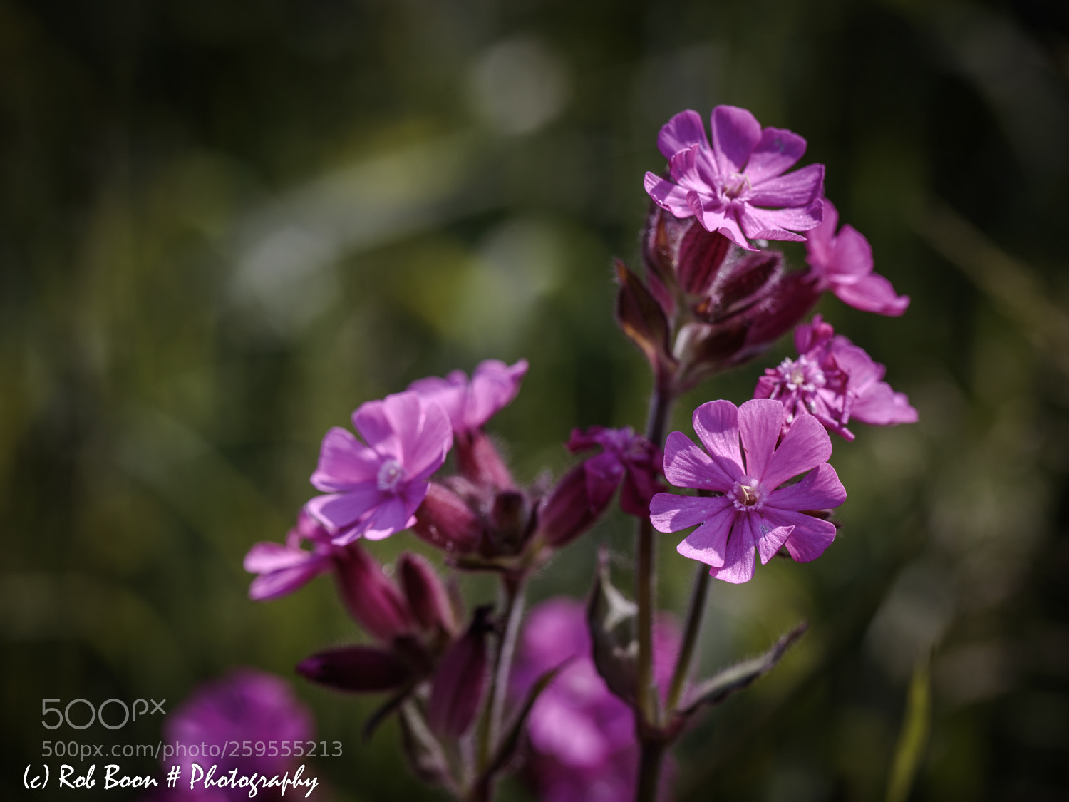 Canon EOS 5DS sample photo. Koekoeksbloem 3 photography