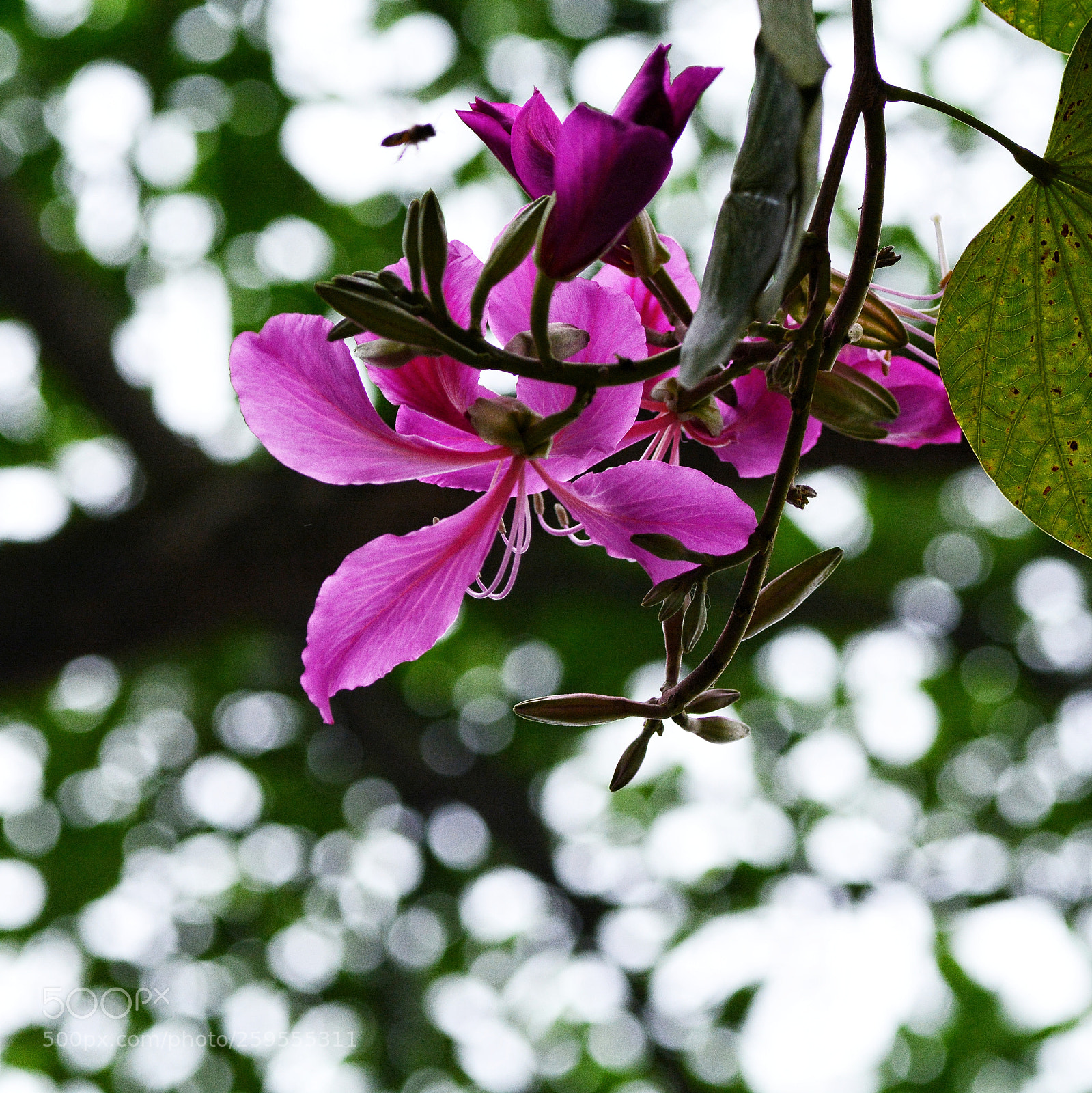 Nikon D7100 sample photo. Untitled photography