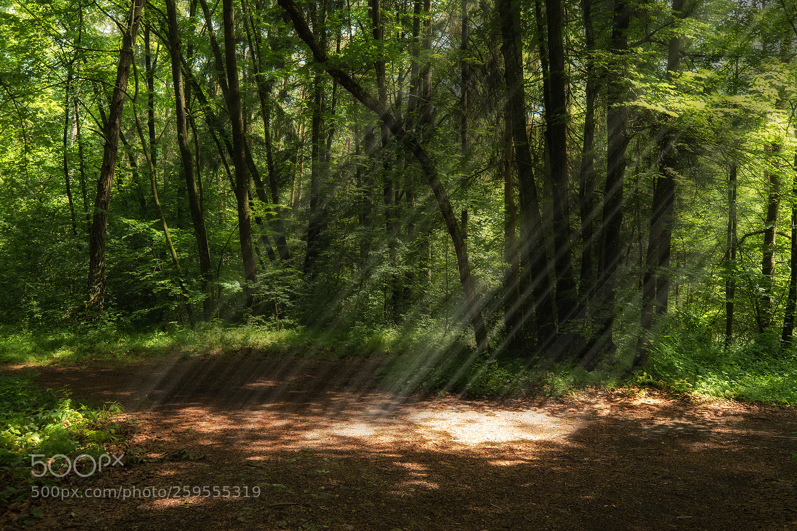 Fujifilm X-T2 sample photo. Wald photography