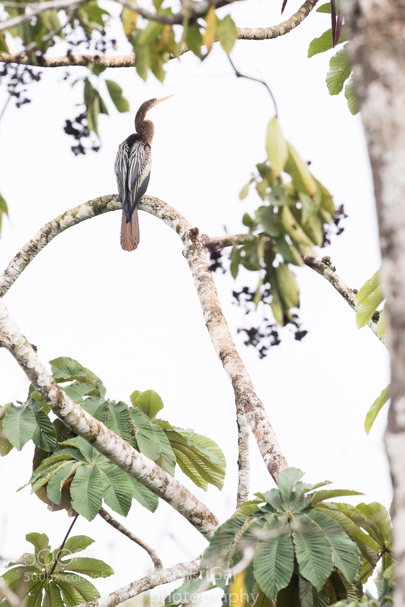Canon EOS 7D Mark II sample photo. Anhinga photography