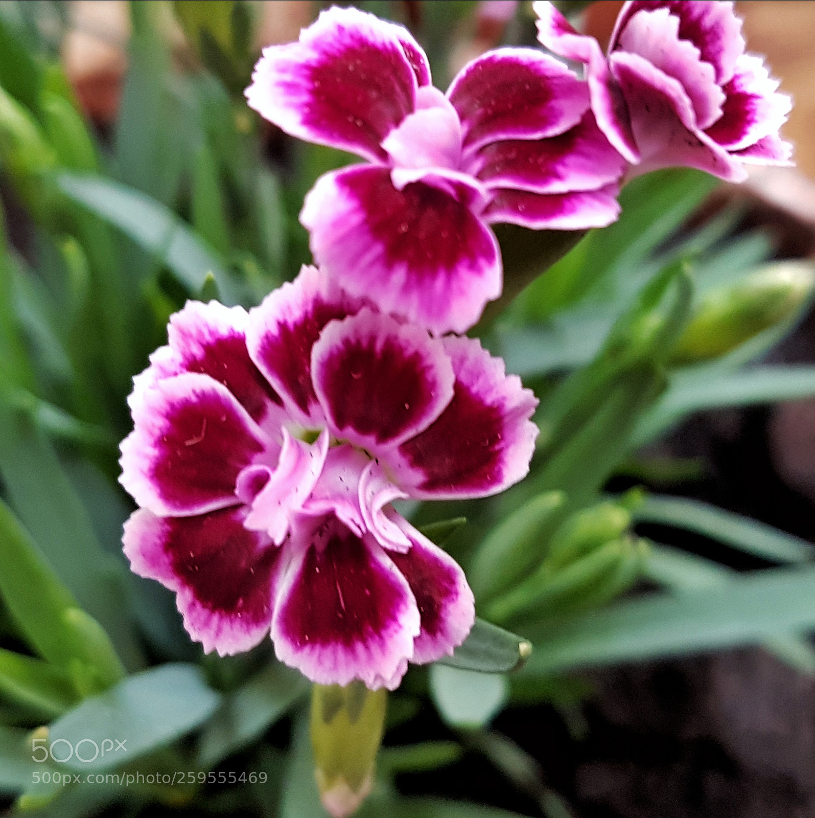 Samsung Galaxy S7 Edge sample photo. Untitled photography