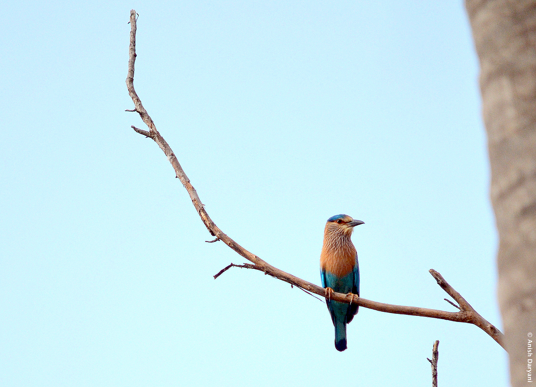 Nikon D5100 sample photo. Indian roller photography