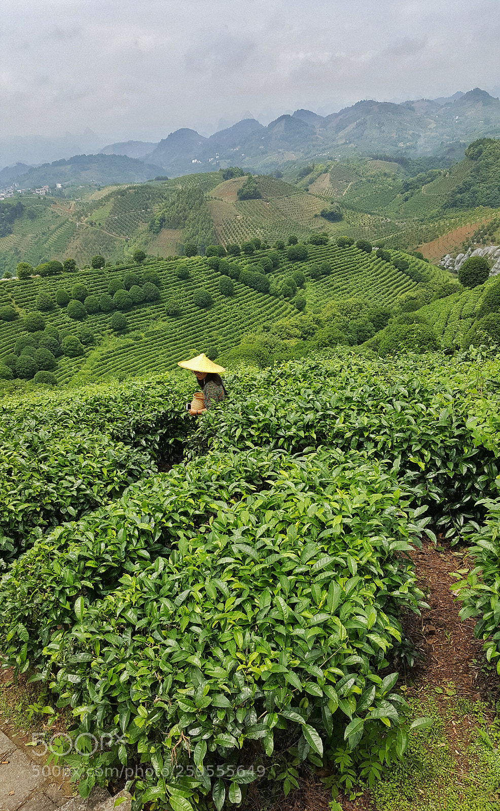 Samsung GALAXY S6 edge sample photo. Guangxi tea plantation china photography