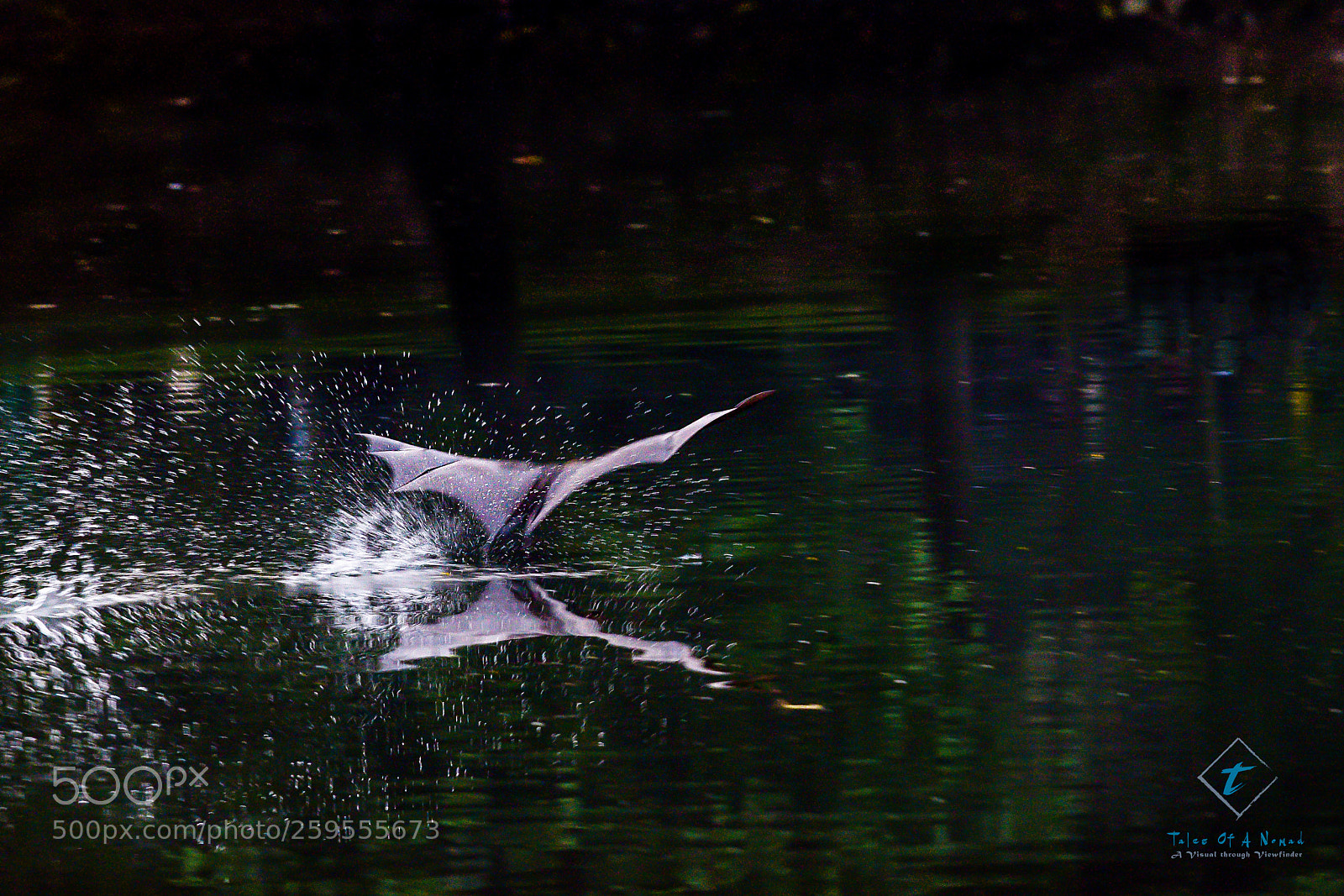 Nikon D5300 sample photo. Splash photography