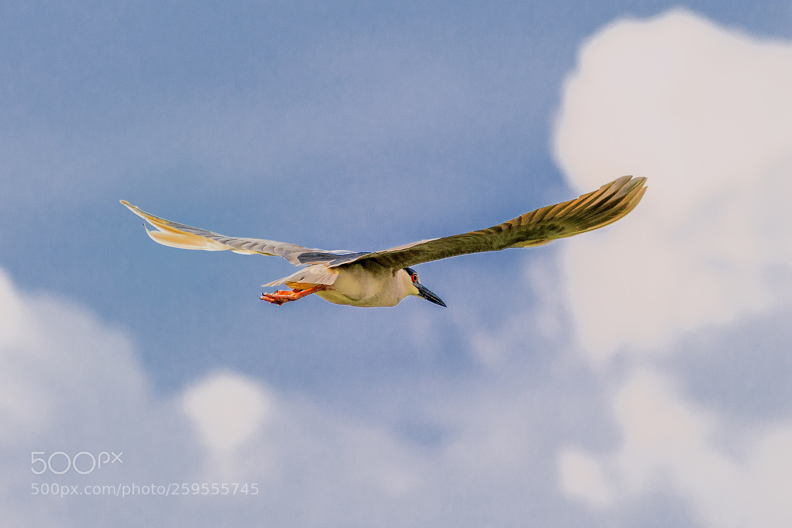 Canon EOS 5D Mark IV sample photo. Pedrete gris (nycticorax nicticorax) photography