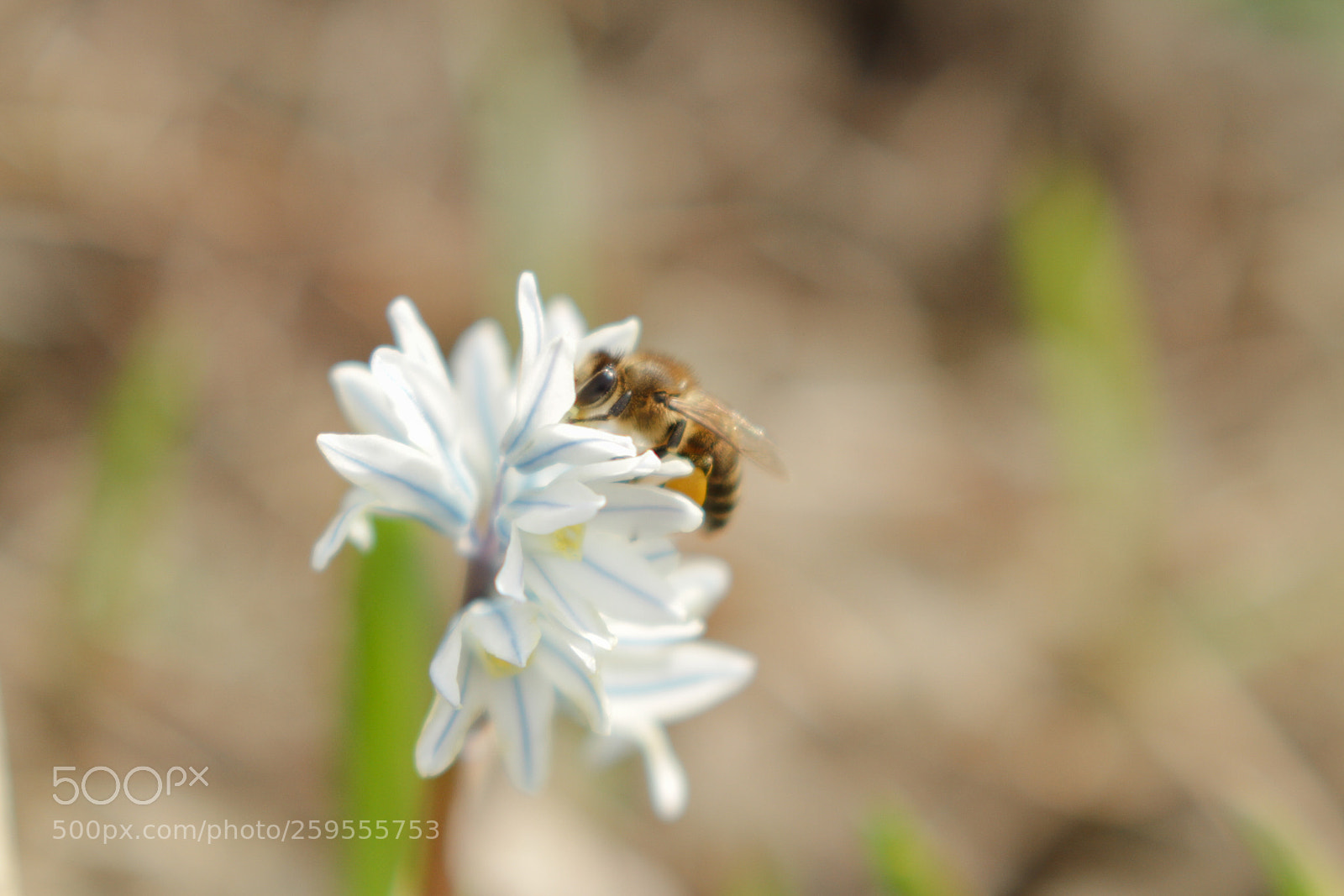 Canon EOS 7D sample photo. Bee photography