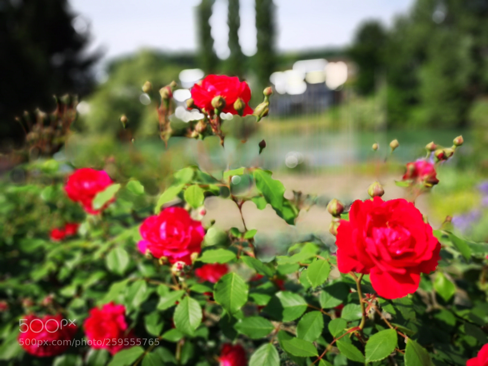HUAWEI CLT-L29 sample photo. Mellingen switzerland photography