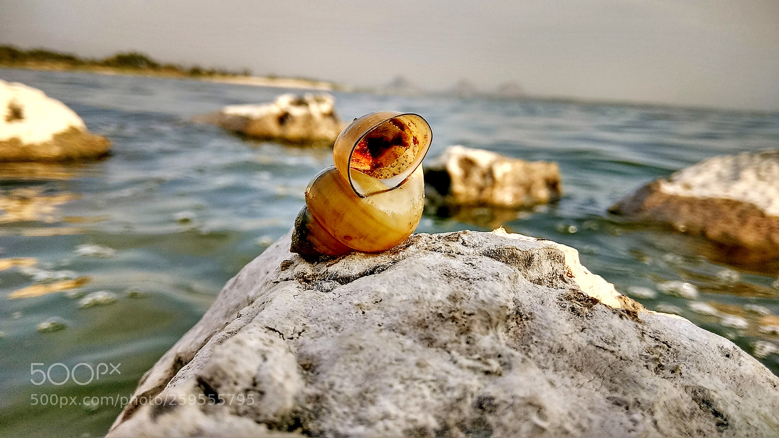 Xiaomi Redmi Note 4 sample photo. Lovely click photography