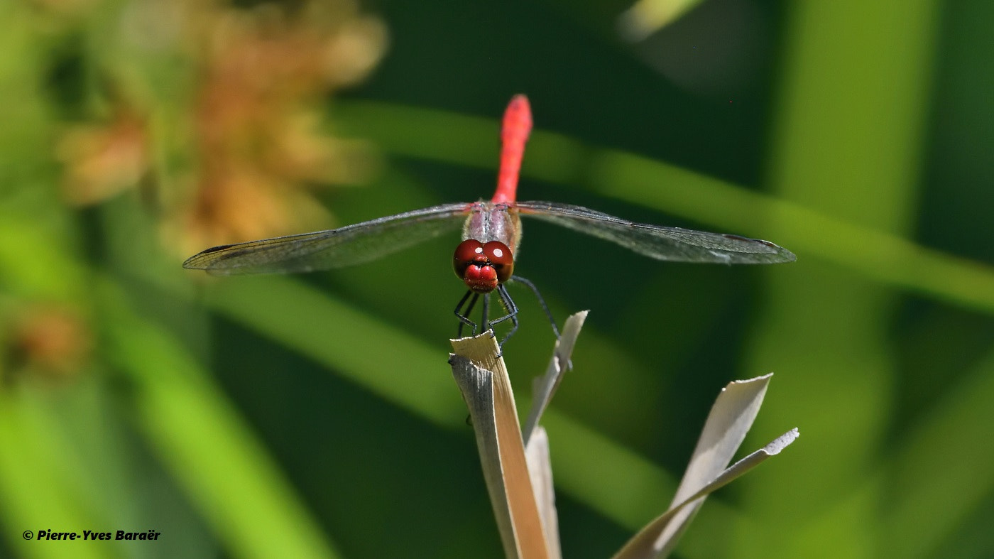 Nikon Nikkor AF-S 300mm F4E PF ED VR sample photo. Ruddy darter (4) photography