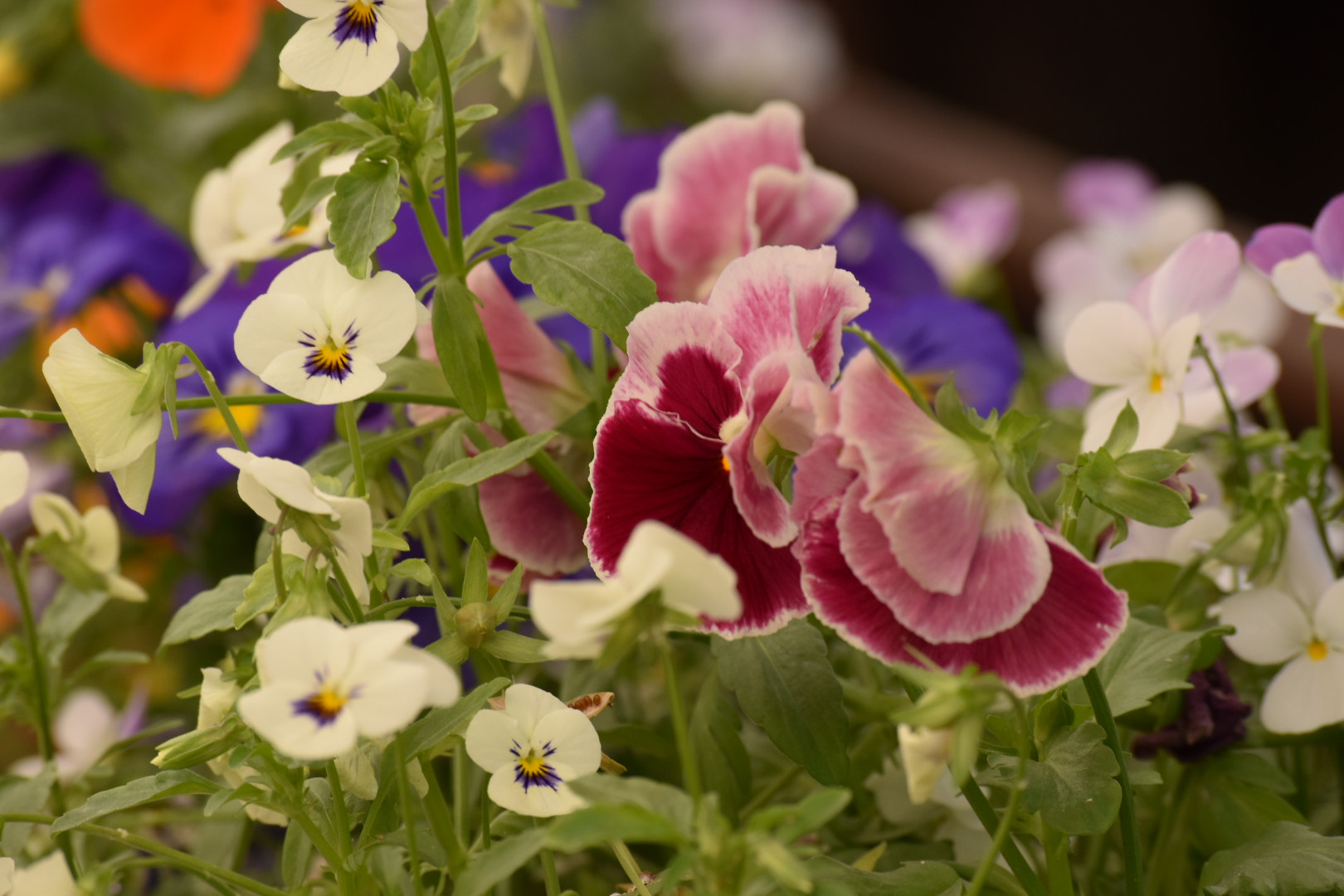 Nikon D5600 sample photo. Spring flowers photography