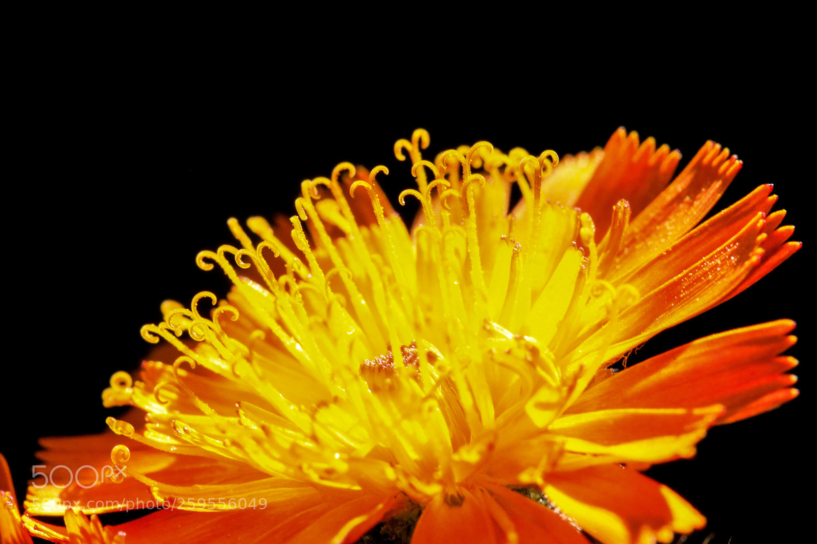 Canon EOS 750D (EOS Rebel T6i / EOS Kiss X8i) sample photo. Devil's paintbrush photography
