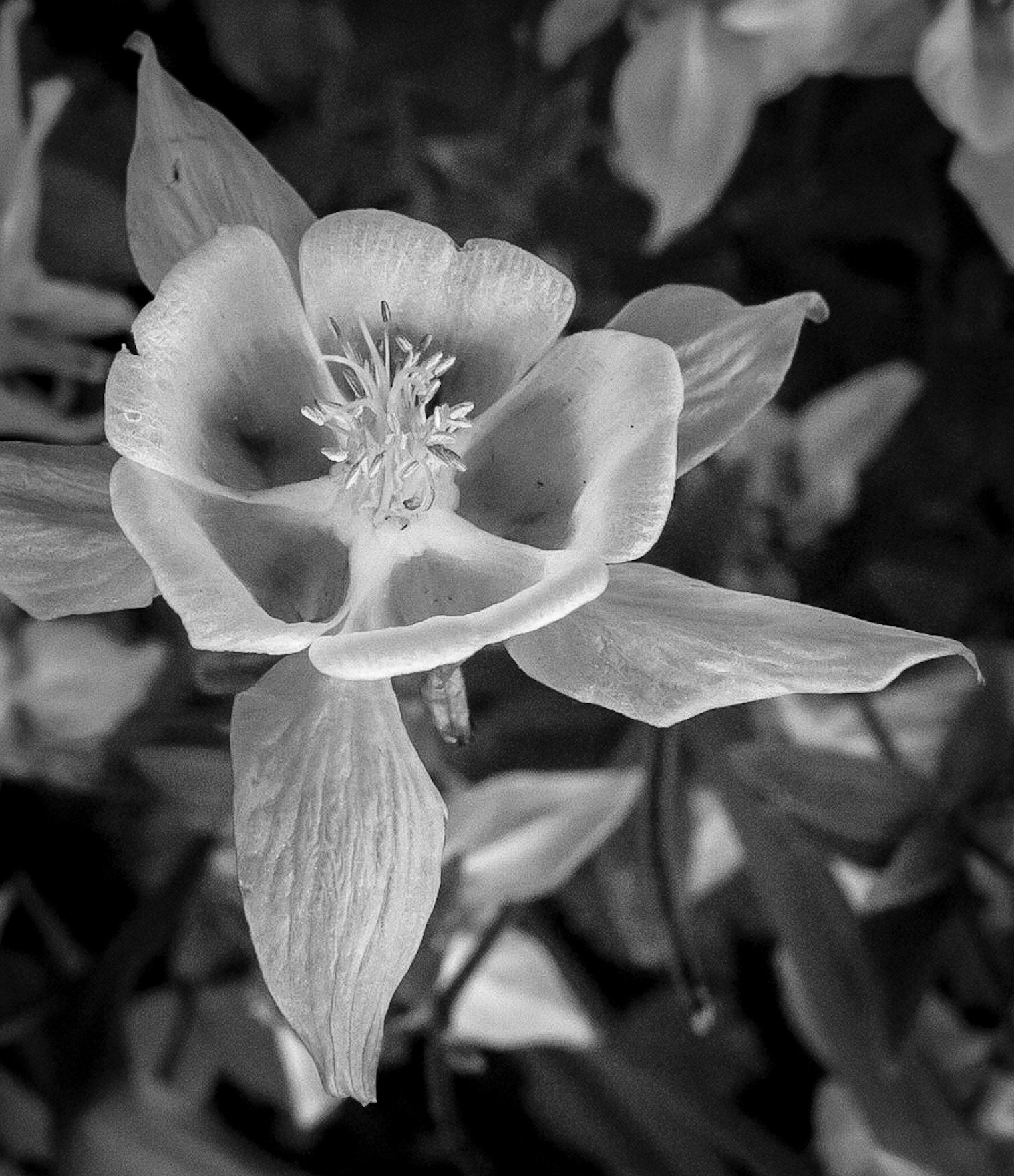Canon PowerShot G1 X Mark II sample photo. Light photography
