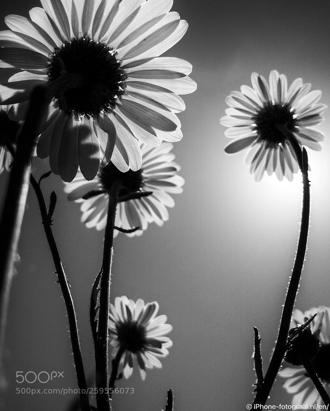 Apple iPhone 8 Plus sample photo. Summer photography