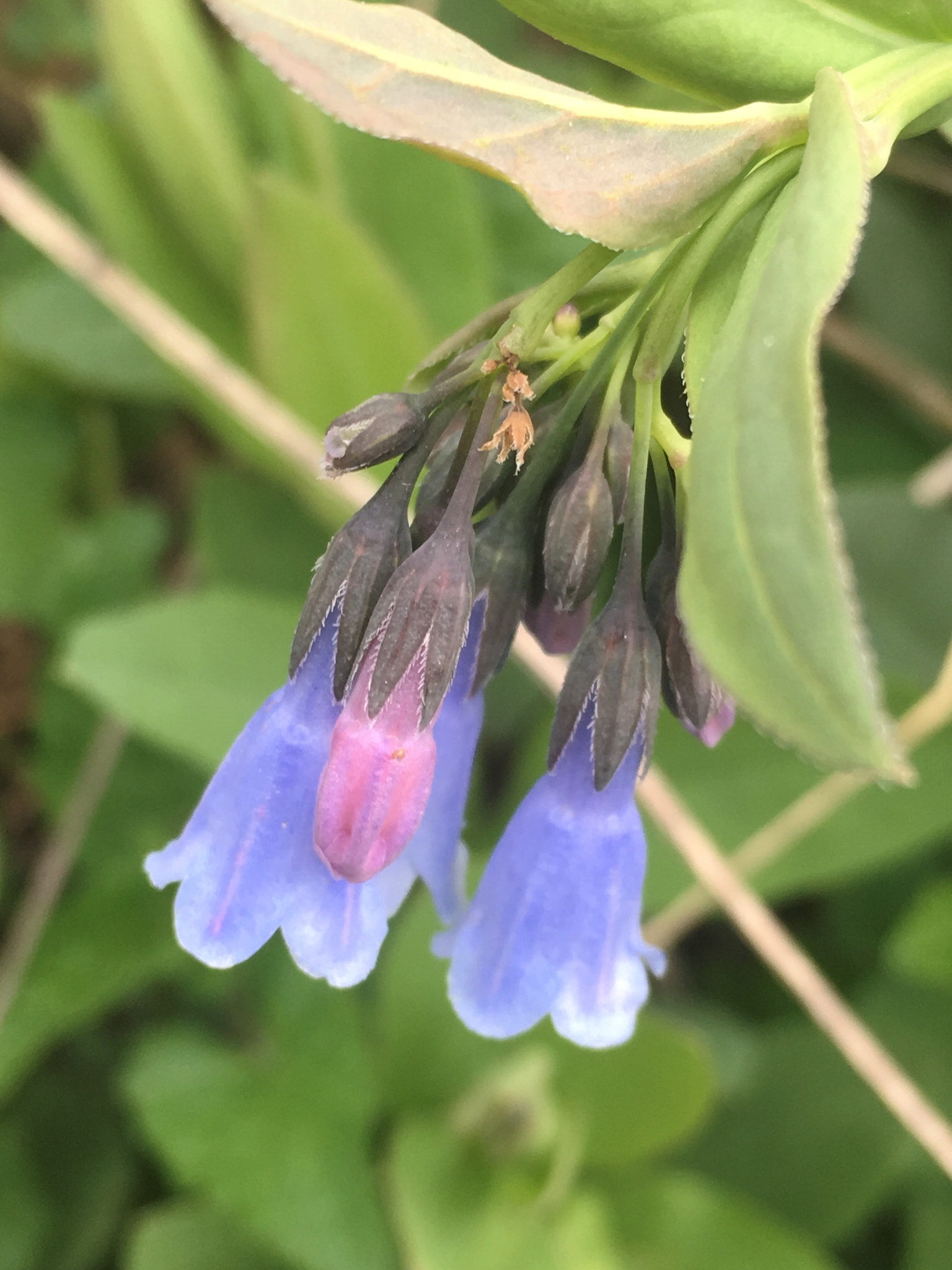 Apple iPhone8,1 sample photo. Bluebells photography