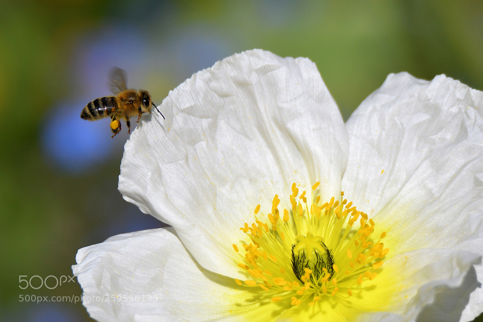 Nikon D500 sample photo. Untitled photography