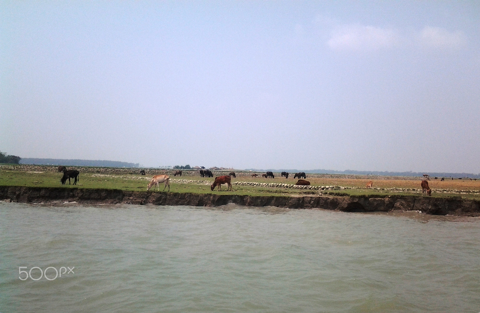 Samsung Galaxy Trend Duos sample photo. Cows are grazing in char karfarma photography