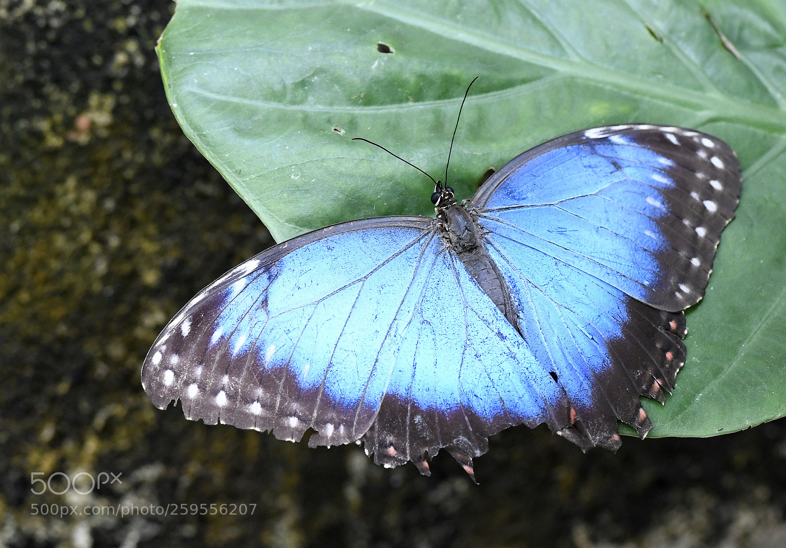 Nikon D850 sample photo. Non critcal wing damage photography
