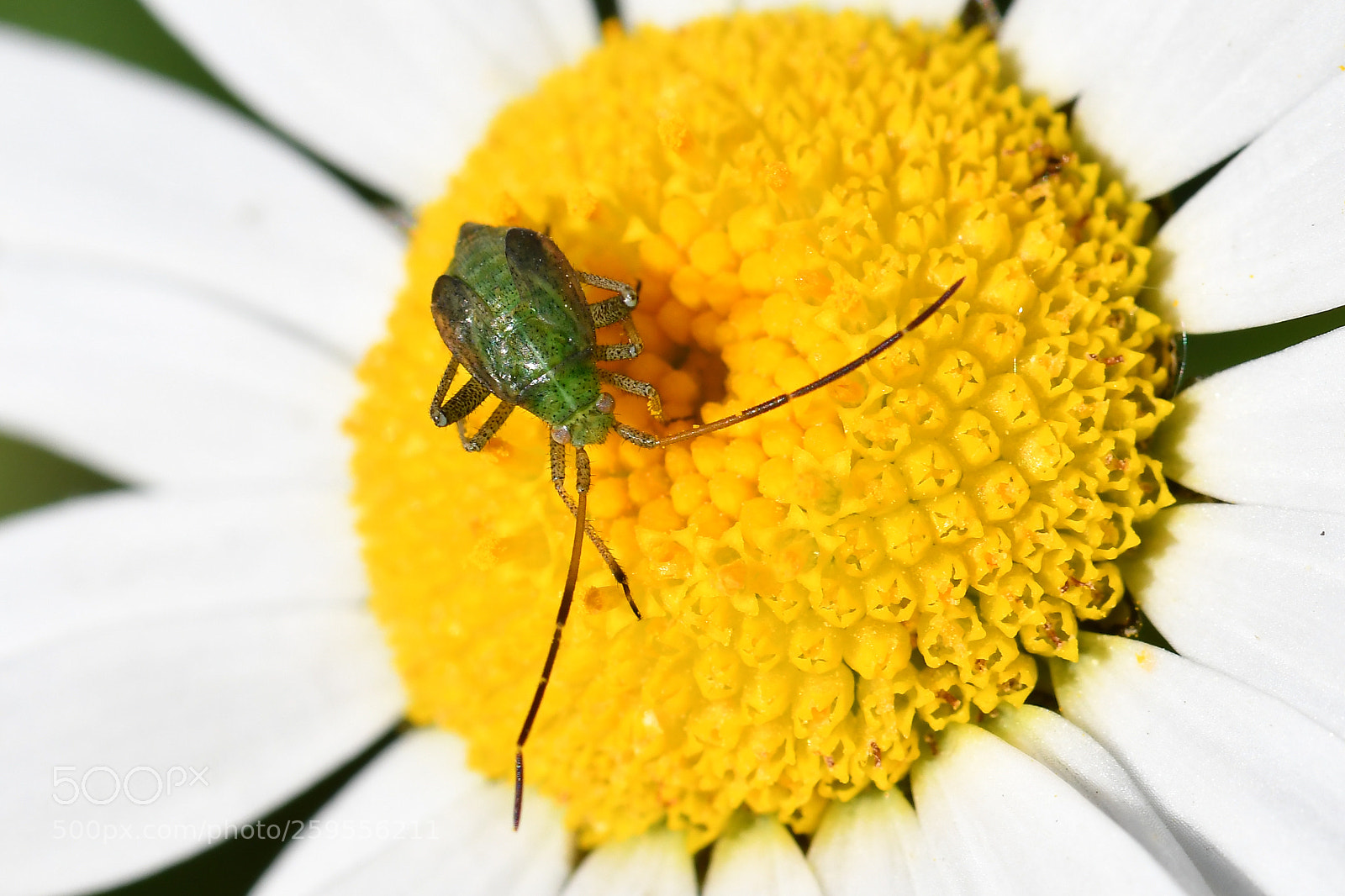 Nikon D500 sample photo. Untitled photography