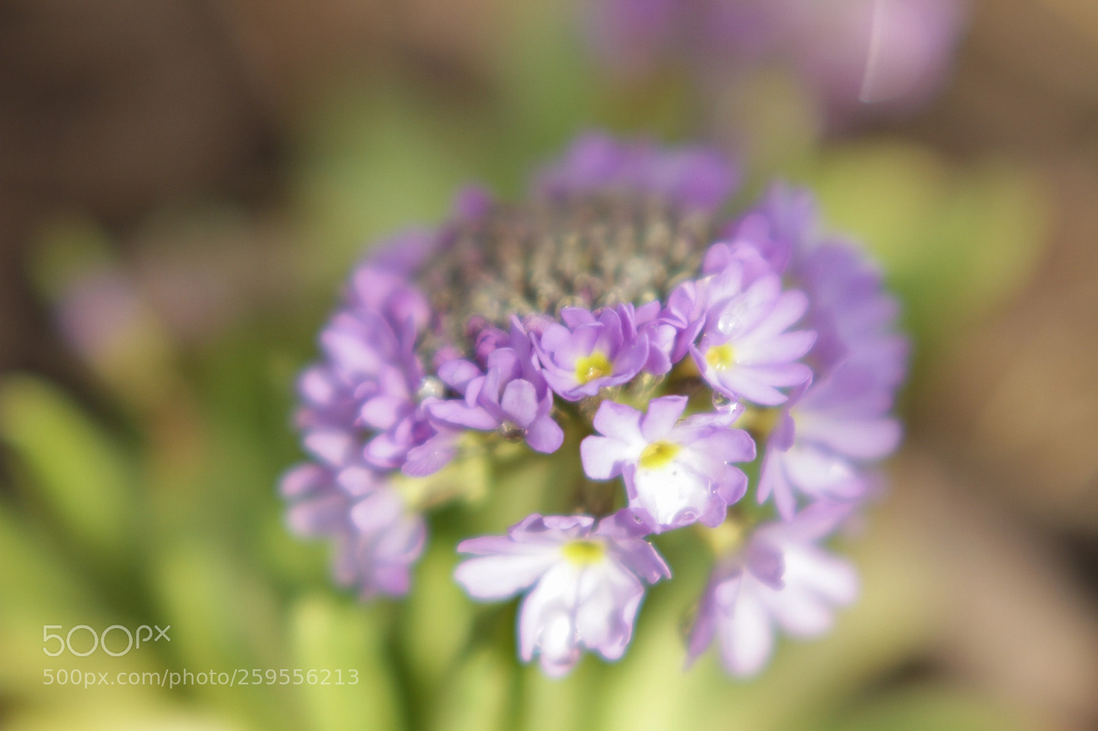 Canon EOS 7D sample photo. Soft flower photography