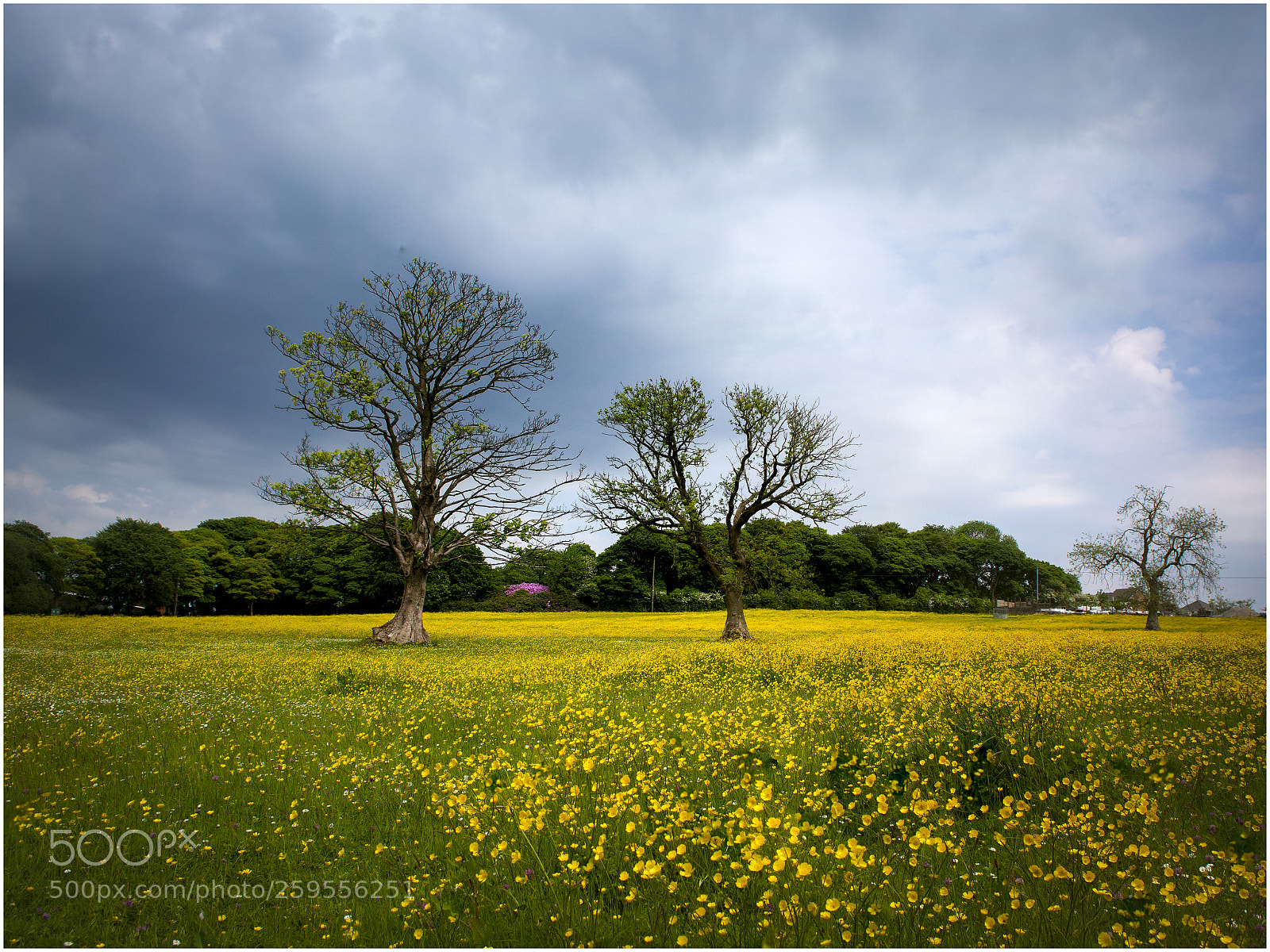Nikon D7100 sample photo. Buttercup field photography