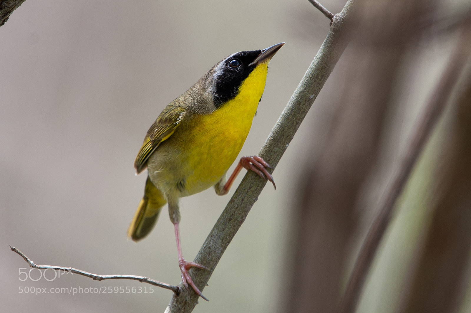 Nikon D610 sample photo. Common warbler photography