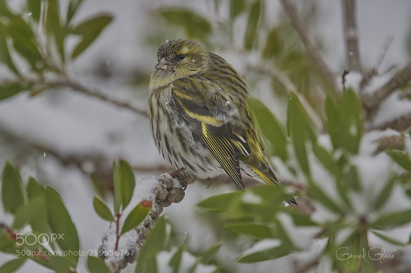 Nikon D500 sample photo. Serin photography