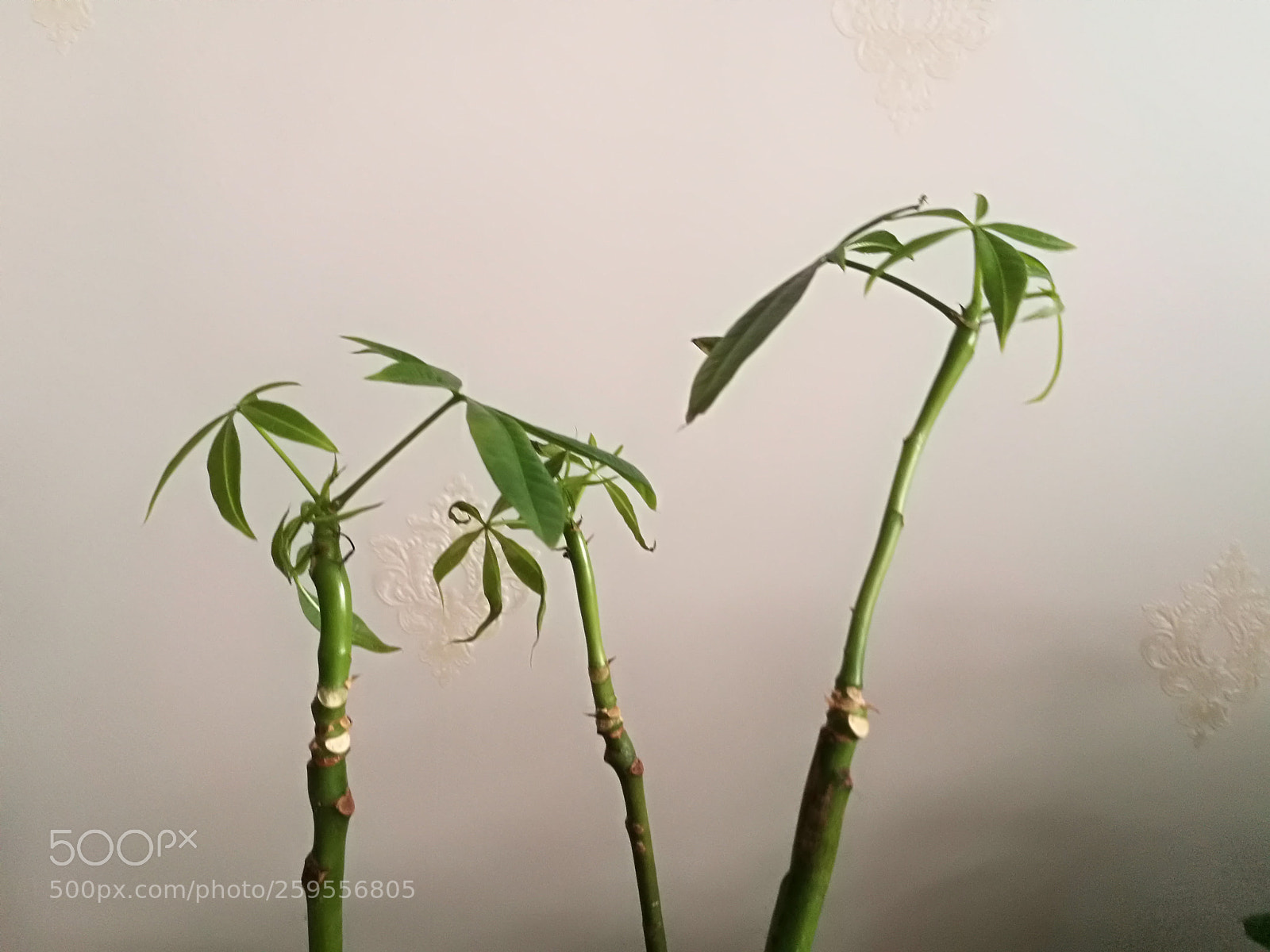 HUAWEI P9 sample photo. Untitled photography