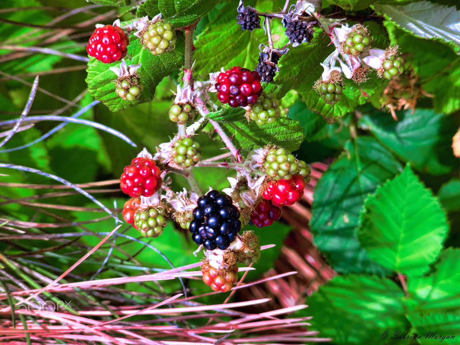Samsung WB35F/WB36F/WB37F sample photo. Wild berries photography