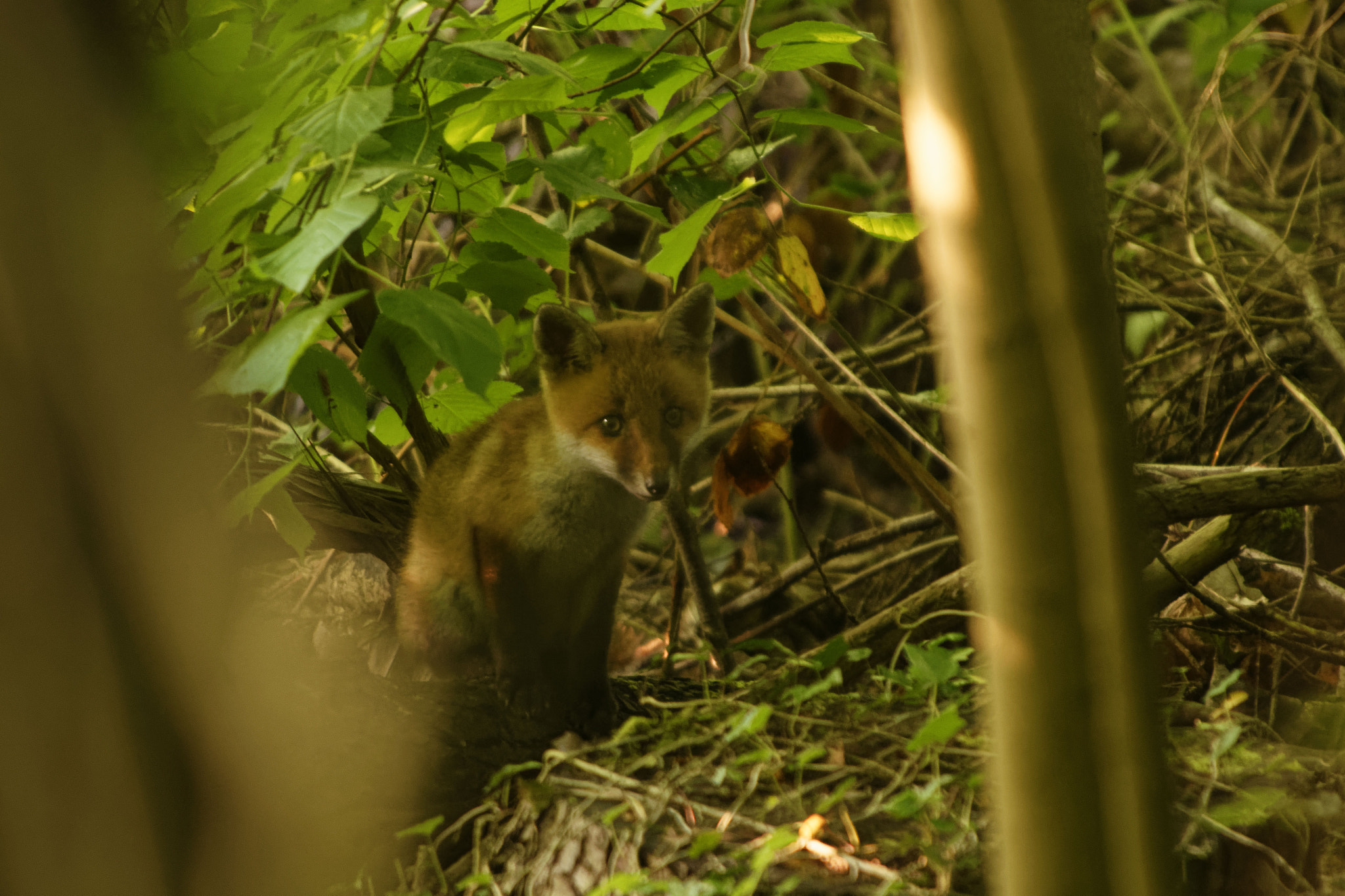 Nikon D7200 sample photo. Copain ? - friend ? - vulpes vulpes photography