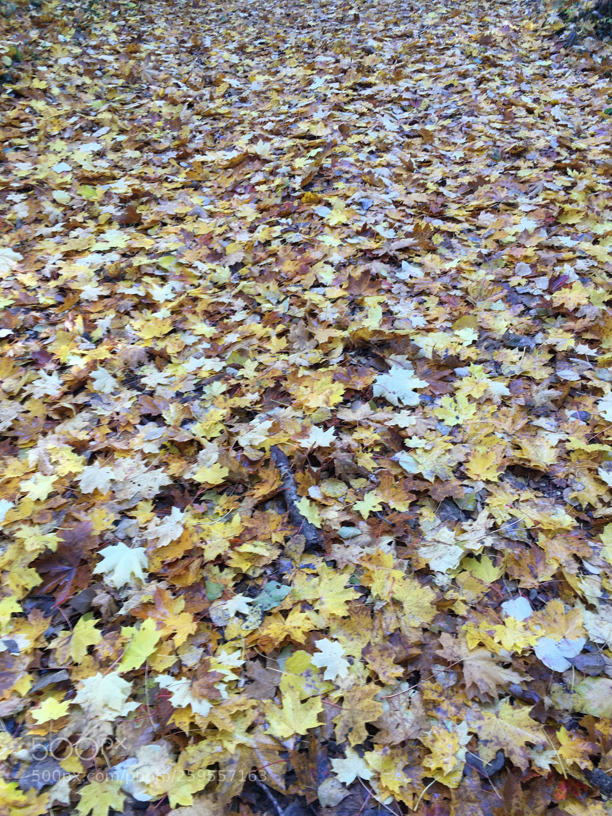 Apple iPhone 6s sample photo. Untitled photography
