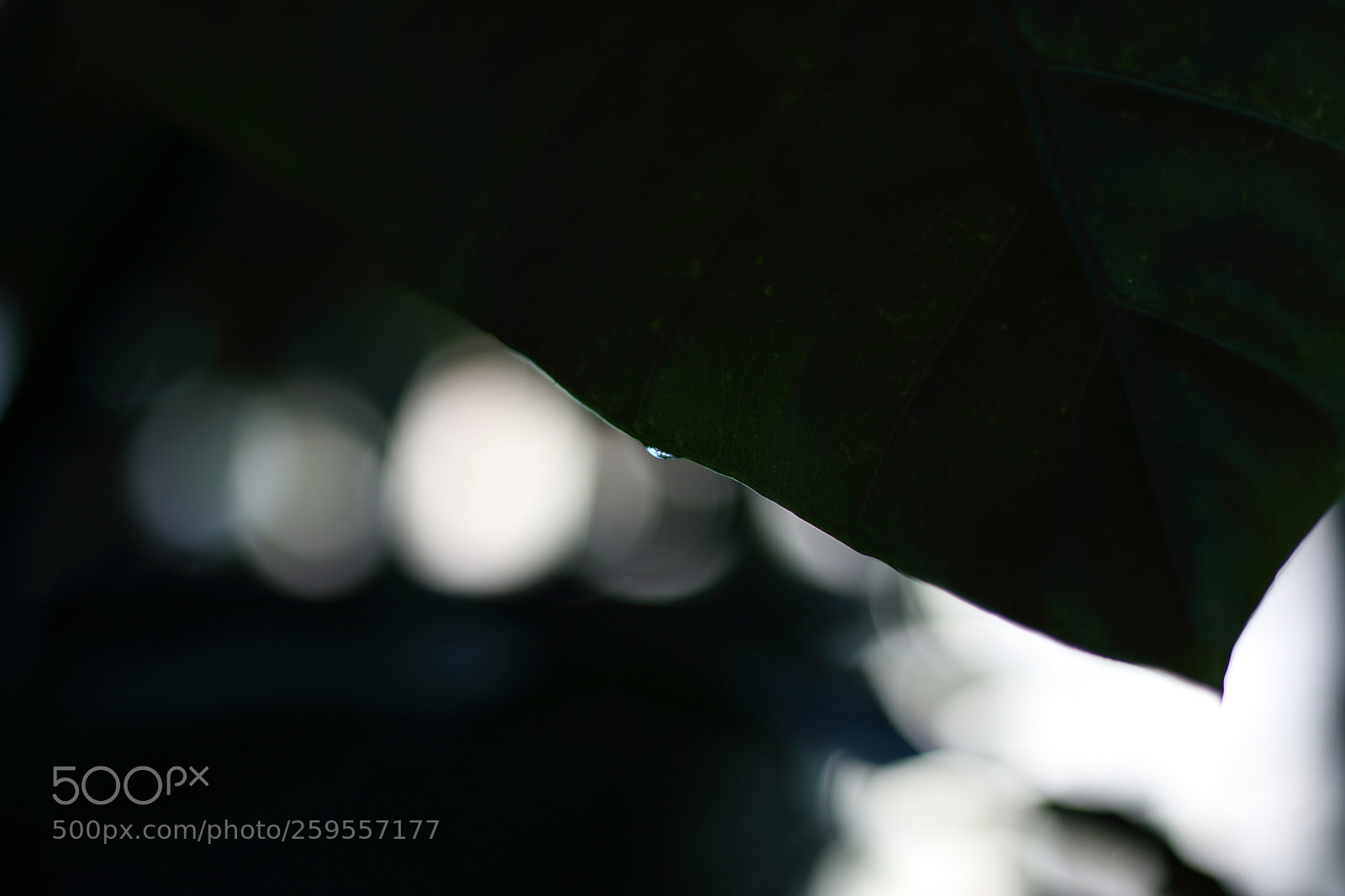 Canon EOS 70D + Canon EF 50mm F1.8 STM sample photo. Contrast photography