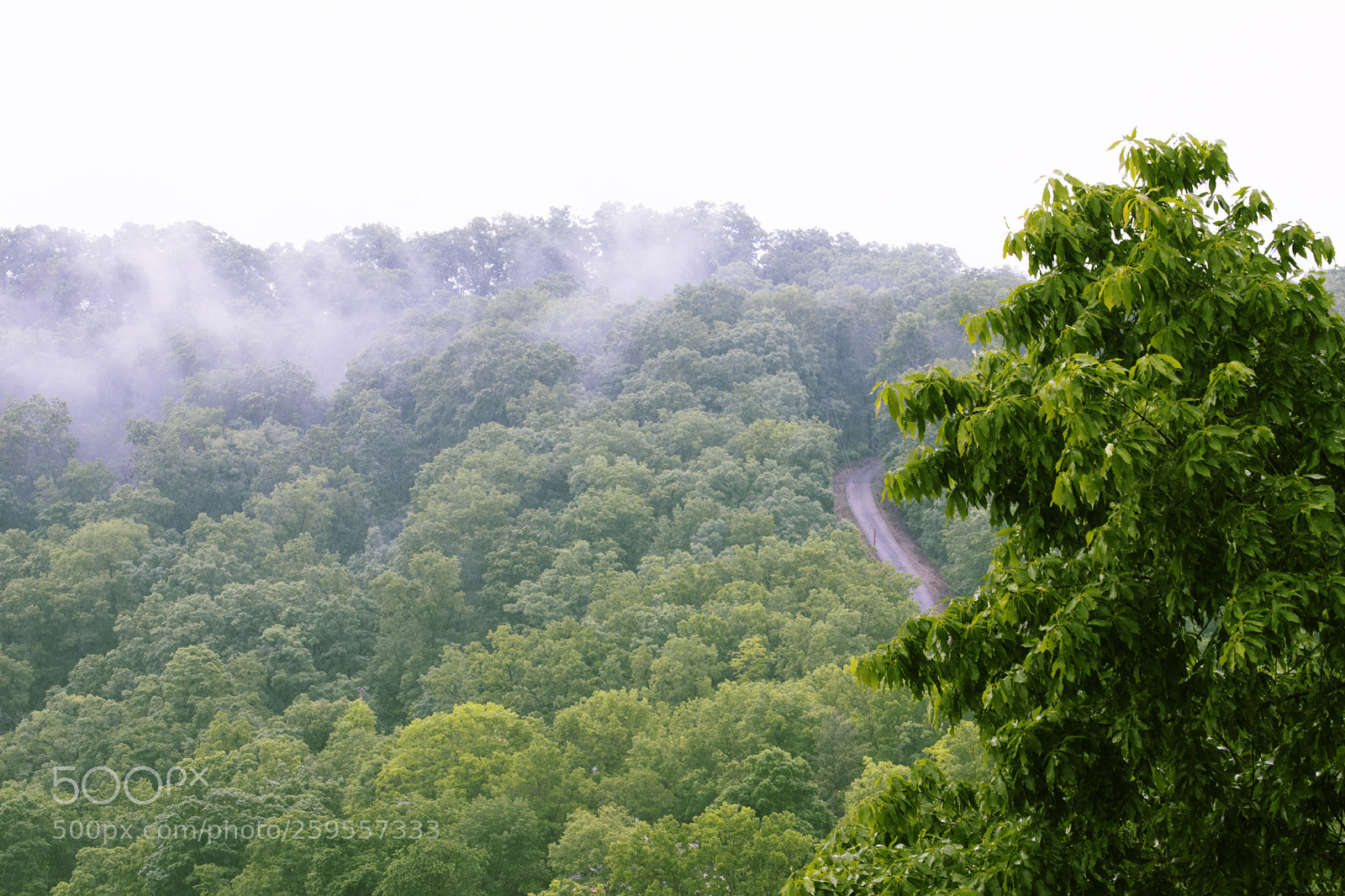 Canon EOS 77D (EOS 9000D / EOS 770D) sample photo. Mist in the trees photography
