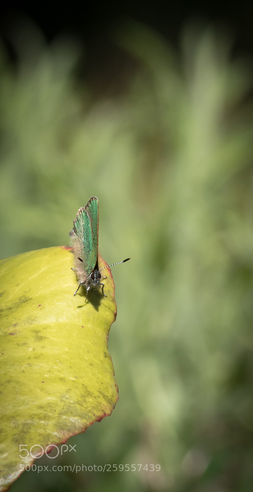 Canon EOS 80D sample photo. Butterfly photography