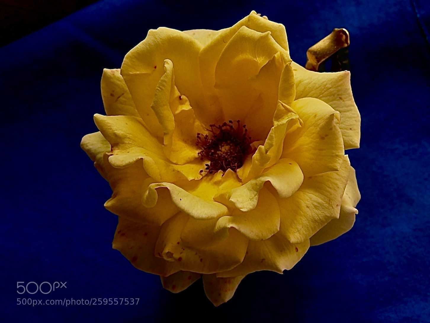 Panasonic Lumix DMC-GX85 (Lumix DMC-GX80 / Lumix DMC-GX7 Mark II) sample photo. Yellow photography