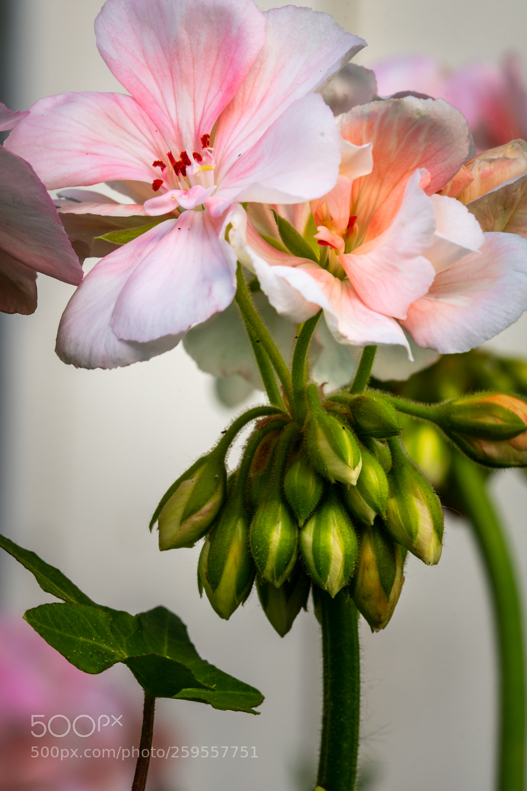 Nikon D7200 sample photo. First macro photography