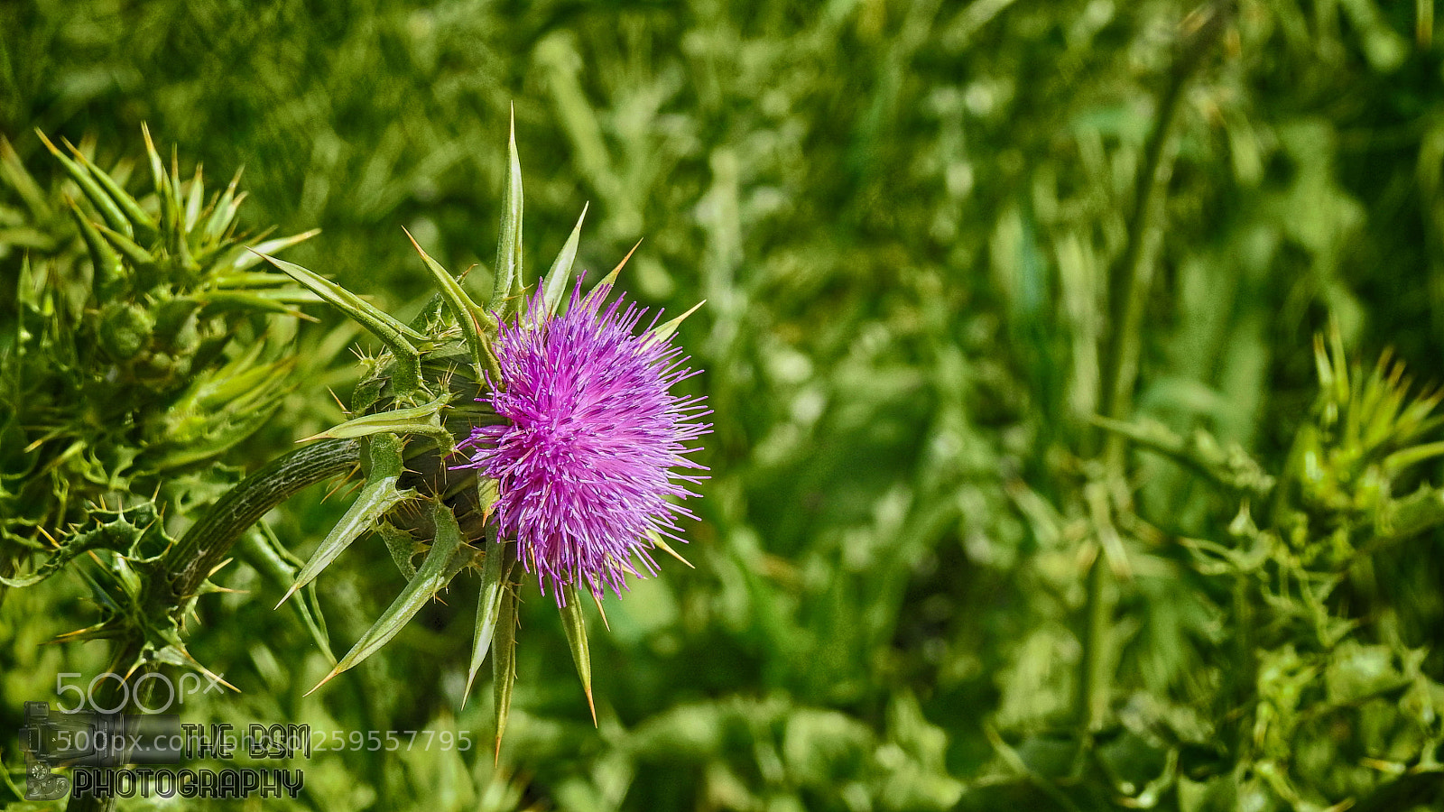 Nikon Coolpix P900 sample photo. Pretty and furious photography