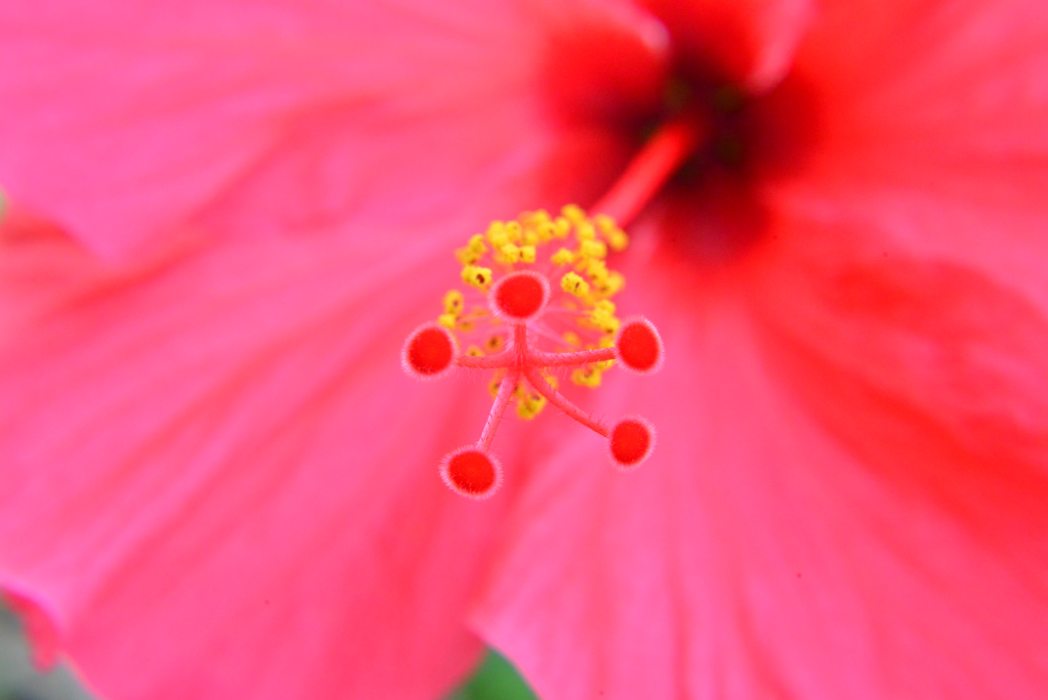 Nikon D800E sample photo. Hibiscus syriacus photography