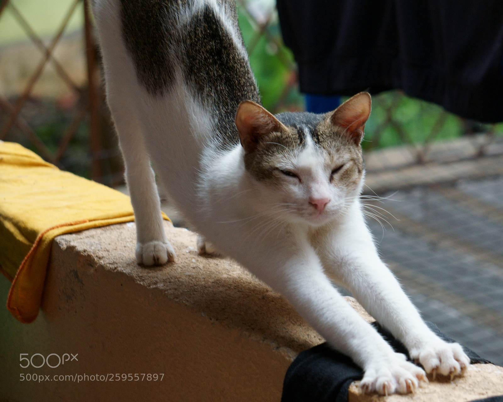 Sony a6000 sample photo. Relaxation... photography