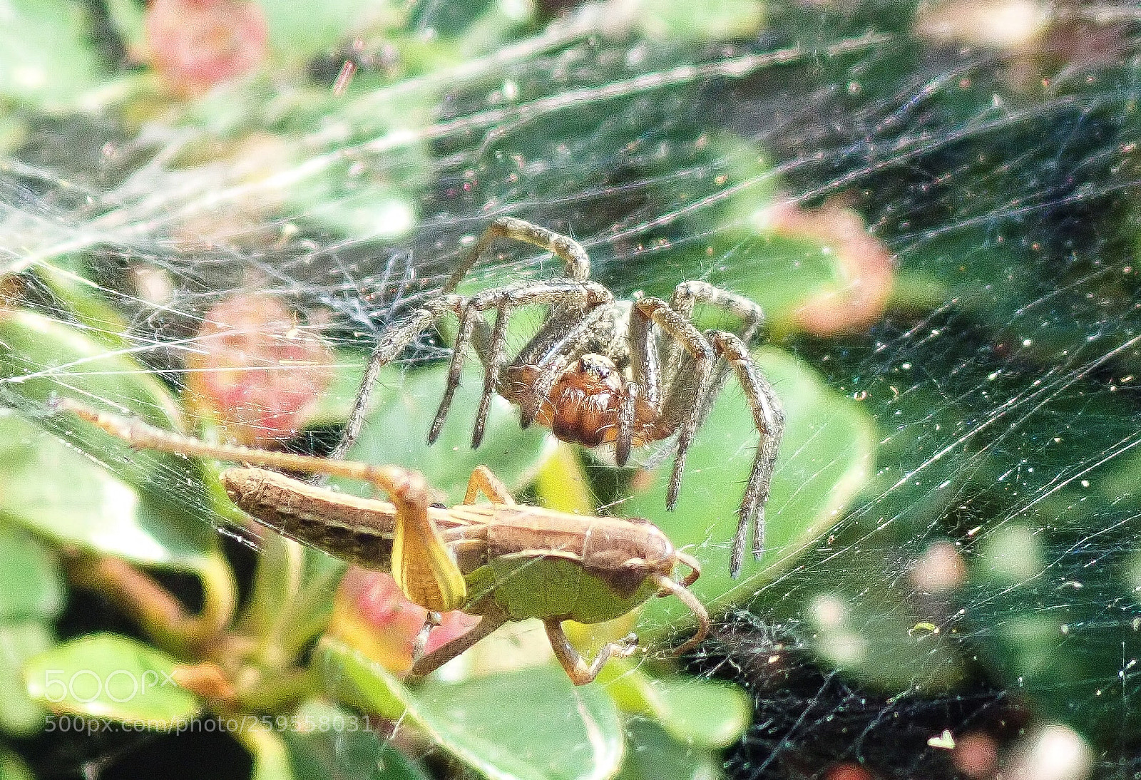 Olympus TG-5 sample photo. Spiderman‘s dinner! photography